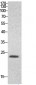 HMG-1 Polyclonal Antibody