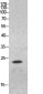 HMG-1 Polyclonal Antibody