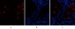 HMG-1 Polyclonal Antibody