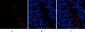 HMG-1 Polyclonal Antibody