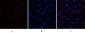 HMG-1 Polyclonal Antibody