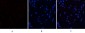 HMG-1 Polyclonal Antibody