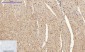 HMG-1 Polyclonal Antibody