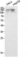 NCoA-3 Polyclonal Antibody