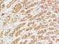 TERT Polyclonal Antibody