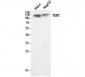 TERT Polyclonal Antibody