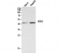 INDOL1 Polyclonal Antibody