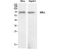 MAG Polyclonal Antibody