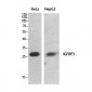 IGFBP3 Polyclonal Antibody