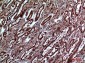 IGFBP3 Polyclonal Antibody