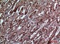 IGFBP3 Polyclonal Antibody