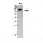 TRPC3 Polyclonal Antibody