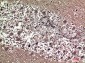 Prolactin Polyclonal Antibody