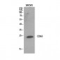 CD63 Polyclonal Antibody