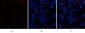 CD63 Polyclonal Antibody