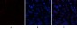 CD63 Polyclonal Antibody