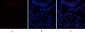 CD63 Polyclonal Antibody