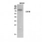 G-CSFR Polyclonal Antibody