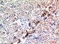 Neuregulin-1 Polyclonal Antibody