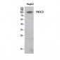 PI 3-Kinase p110δ Polyclonal Antibody