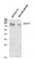 Stat1 Polyclonal Antibody