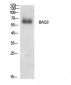 Bag-3 Polyclonal Antibody