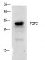 FGF-2 Polyclonal Antibody