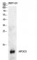 ApoC-III Polyclonal Antibody