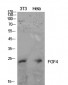 FGF-4 Polyclonal Antibody