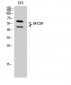 M-CSF Polyclonal Antibody