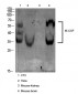 M-CSF Polyclonal Antibody