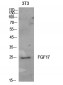 FGF-17 Polyclonal Antibody