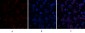 ABCG2 Polyclonal Antibody