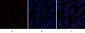 ABCG2 Polyclonal Antibody