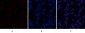 ABCG2 Polyclonal Antibody