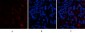 ABCG2 Polyclonal Antibody