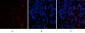 ABCG2 Polyclonal Antibody