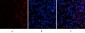 ABCG2 Polyclonal Antibody