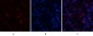 ABCG2 Polyclonal Antibody