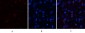 ABCG2 Polyclonal Antibody