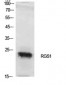 RGS1 Polyclonal Antibody