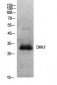 Dkk-1 Polyclonal Antibody