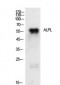 TNAP Polyclonal Antibody