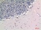 TNAP Polyclonal Antibody