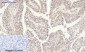 NGF Polyclonal Antibody