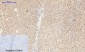 NGF Polyclonal Antibody