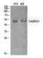 GABAA Rα1 Polyclonal Antibody