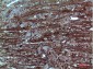 GABAA Rα1 Polyclonal Antibody