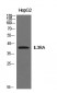 IL-3Rα Polyclonal Antibody