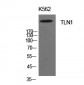 Talin-1 Polyclonal Antibody